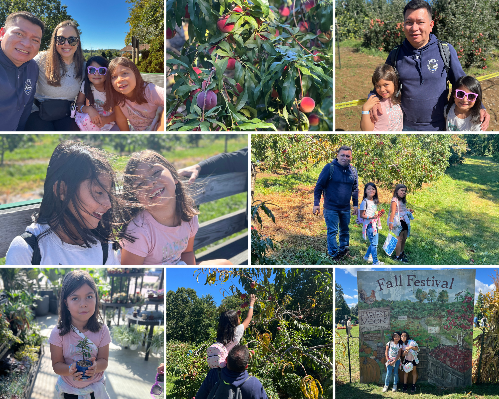 Apple Orchard Collage